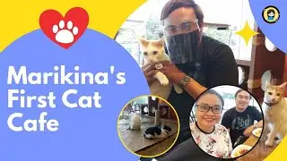 Marikina's First Cat Cafe | Cats and Crumbs