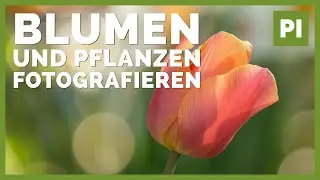 Blumen & Pflanzen fotografieren ➡️ Tipps und Kameraeinstellungen!