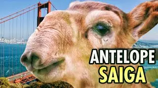 Antelop Saiga(Saiga tatarica)_Mammalia Berhidung Besar dan Unik_#matajoeofficial #antelopes