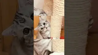 Самый грустный мире кот 🥺 shorts 