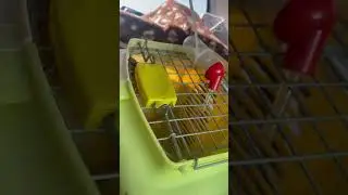 5 минуточек в переноске, галазами Батильды - пока не выпустили в машине😂 #animals #funny #squirrel