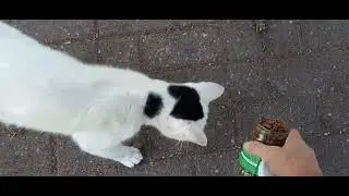 #кошки