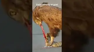 AMAZING Eagle hunting Goat | Let's watch the Eagles use skills 