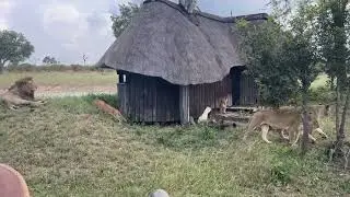 Lion sighting at Tsendzuku Hide