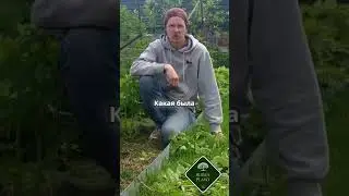 Узнайте секреты ухода за малиной для богатого урожая! 🍇✨ #сад #малина #дача #огород #garden