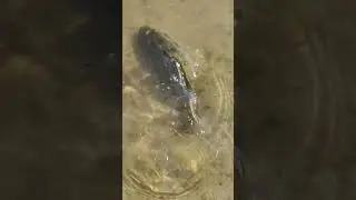 На рыбалке отпускаю рыбу ратан #рыбалка #fishing #fish #рыба