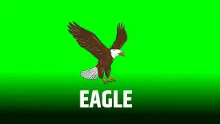 Eagle Green Screen video || Green Screen || chroma Key || Content For Creators