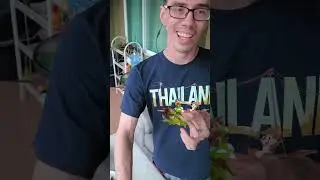 Как правильно кушать. Тайская еда 