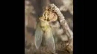 Time-Lapse of Cicada Moulting