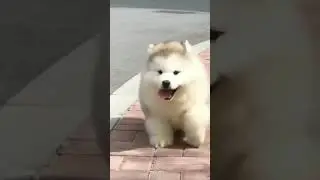 Cute dog spotted on road🥺this is cuteness overloaded😍🥰#shorts #cutenessoverload❤#short #cutedog