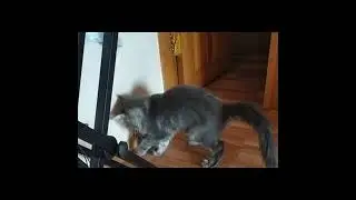 Мейн-Кун Велес таскает мячик #cat #мейнкуны #catlover #kitten #котик #кот #kitty #cute #mainecoon