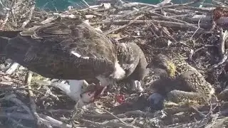 Osprey dad brings one more fish in lunch | Port Lincoln Osprey | Nov 3, 2024