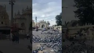 2000 labourer ki zabardast todh aasman se girte hue #shorts #indiapigeon #kabootar #for you#viral