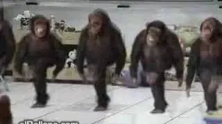 River Dance like you've never seen before - Ha Ha