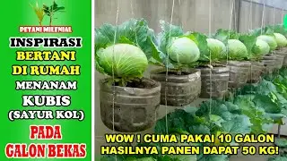 MENANAM KUBIS PADA GALON BEKAS - INSPIRASI BERTANI DIRUMAH - PETANI MILENIAL