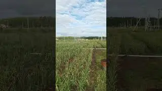 #полив