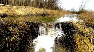 Beaver dam removal || FLOOD AREA!