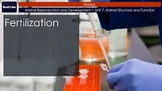 Fertilization | Animal Reproduction and Development | Unit 7. Animal Structure and Function