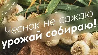 Чеснок не сажаю 🧄 урожай собираю!