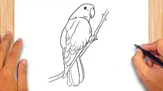 How to draw Eclectus Parrot