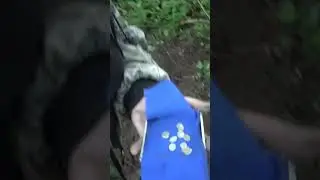 Нашли в лесу кошель серебра Чешуя 