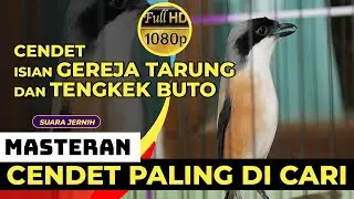Cendet Isian Gereja Tarung Sambung Tengkek Buto Bagus Buat Masteran