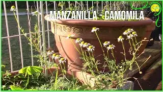 Como sacar obtener semillas de manzanilla camomila HD