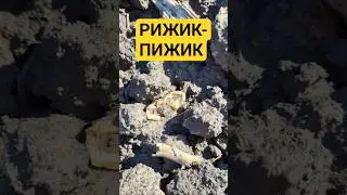 ZOLOTISHKO-GOLDishko 