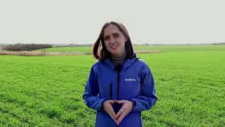 Весеннее кущение - начало выхода в трубку. 