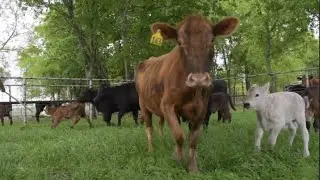 Keeping our Farm Cows Healthy