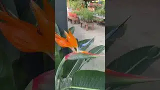 #Strelitzia AVE DEL PARAÍSO