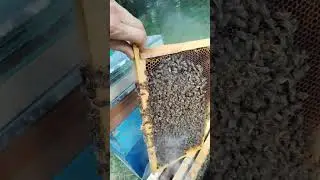 Выбраковка маток, неприятная процедура , но другого выбора нет!😭😭😭