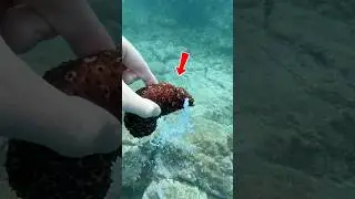 Watch out for this sea creature, you'll fall into its trap 