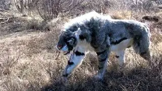 7 Razze Di Lupi Che Non Crederai Esistano🐺