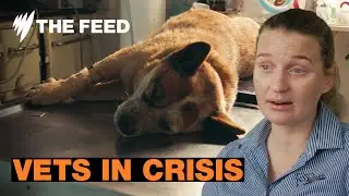 The last vets: Abuse, financial stress, burnout sees vets on the brink | Short Documentary
