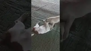 Татко уче сина як боротись
