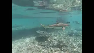 Swimming with Sharks and Stingrays in Bora Bora