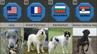 20 My Favourite Dog Breeds Part-2