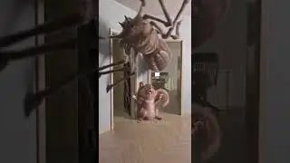 DON'T BE AFRAID! (Spider vs Squirrel)