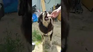 Целый багажник вкусняшек!