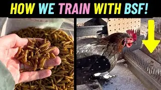 Using Black Soldier Fly Larva to TRAIN my Chickens!!