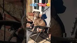 Why Is My Dog Sunbathing In -2C Weather?🧐#pitbull#funny#reels#viral#share#xlbully#dog#yt#shorts