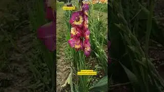 27.07.24г🌹Невероятной красоты!!!😊