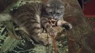 Кот И Дразнилка