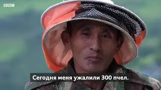 Добыча самого дорогого меда у гигантский гималайских пчел