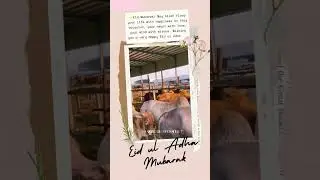 Eid Mubarak Status 2023| Eid UlAdha Status |Eid Mubarak WhatsAppStatus#EidulAdhaStatus2023 #Eid