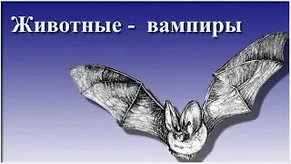 Животные - вампиры