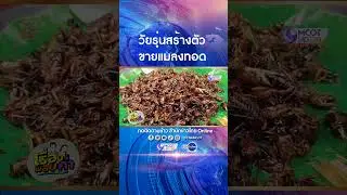 อดีตหนุ่มสาวโรงงาน ผันตัวเปิดฟาร์มเลี้ยงสะดิ้ง จิ้งหรีด นำมาทอดขาย สร้างรายได้หลักหมื่นต่อเดือน