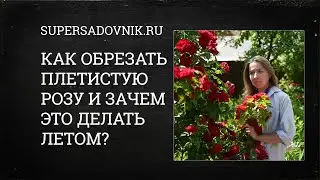 Зачем обрезать крупноплетистую розу летом? Личный опыт