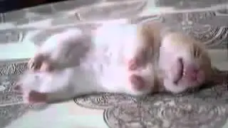 Прикол! Хомяк спит и в ус не дует!